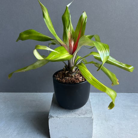 タンクブロメリア | STORES