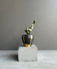 ビカクシダ P.willinckii cv. North Star Sporeling ビカクシダ ウィリンキー cv. ノース スター スポアリング セレクト「P