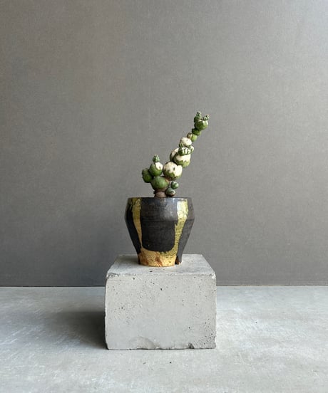 CATEGORY サボテン | SHOUCHIKUEN