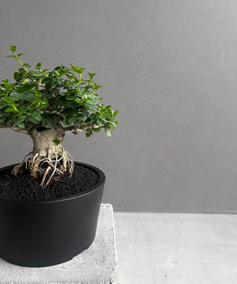 うち” 盆栽 「“UCHI” BONSAI 」77A | SHOUCHIKUEN