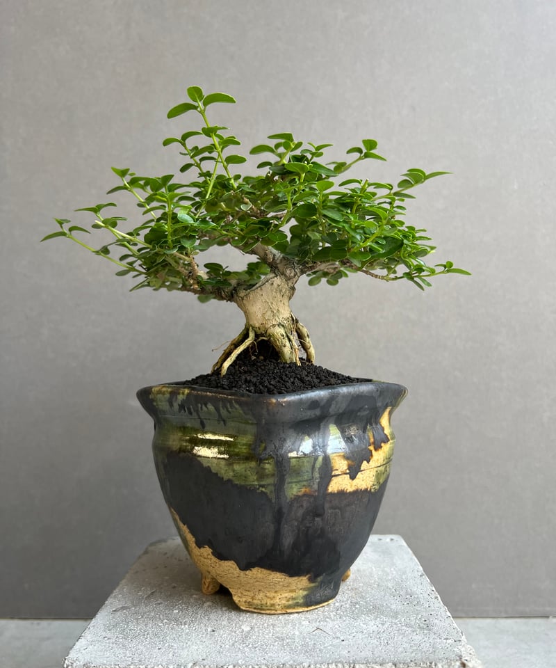 うち” 盆栽 + YON-HACHI (Masaki Tomabechi) 「“UCHI”