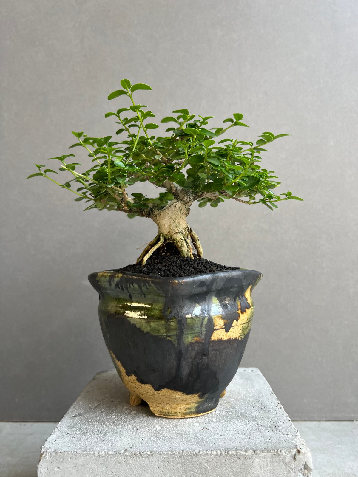 うち” 盆栽 + YON-HACHI (Masaki Tomabechi) 「“UCHI”