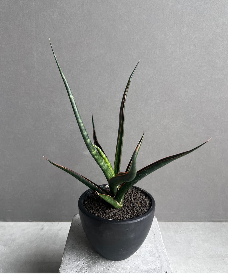 サンセベリア ブラック カラバオ 「Sansevieria Black Carabao (b