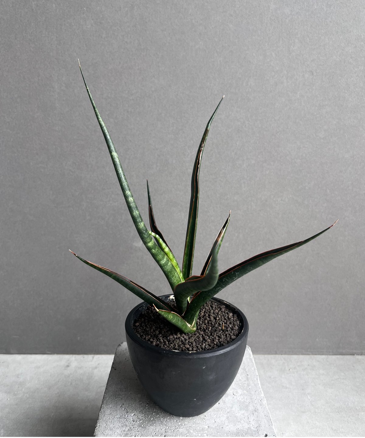 サンセベリア ブラック カラバオ 「Sansevieria Black Carabao (b