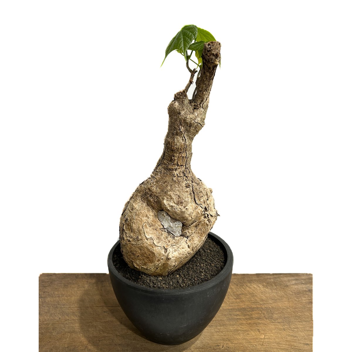 フィルミアナ コロラータ「 Firmiana colorata」5/29-636 D | SH