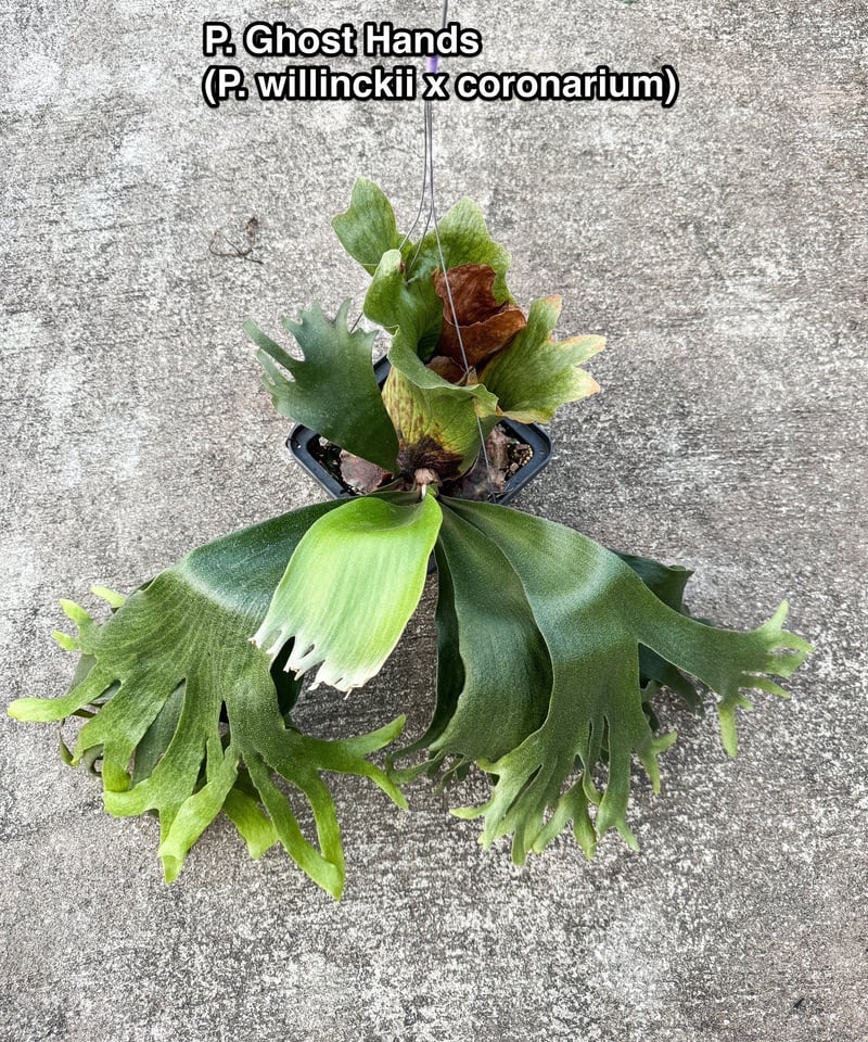 ビカクシダ　P.ghost（ゴースト）子株 ビカクシダ Platycerium P.ghost（ゴースト）子株