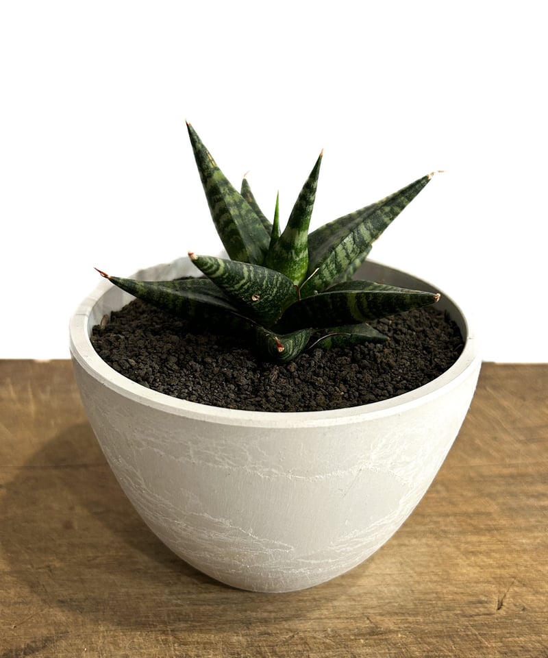 サンセベリア ブラック ダイヤモンド「Sansevieria Black Diamond」3/