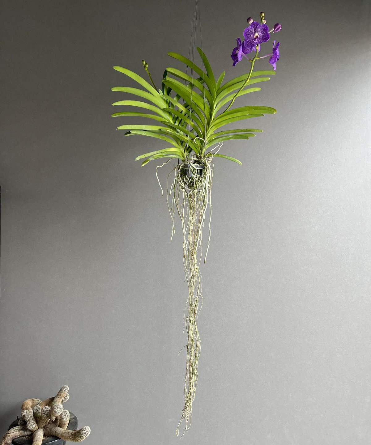 コ*ロ様 洋蘭　バンダ　2種2株　ハンギング こ*ろ様 洋蘭 バンダ 2種2株 ハンギング img1869tr3.jpg