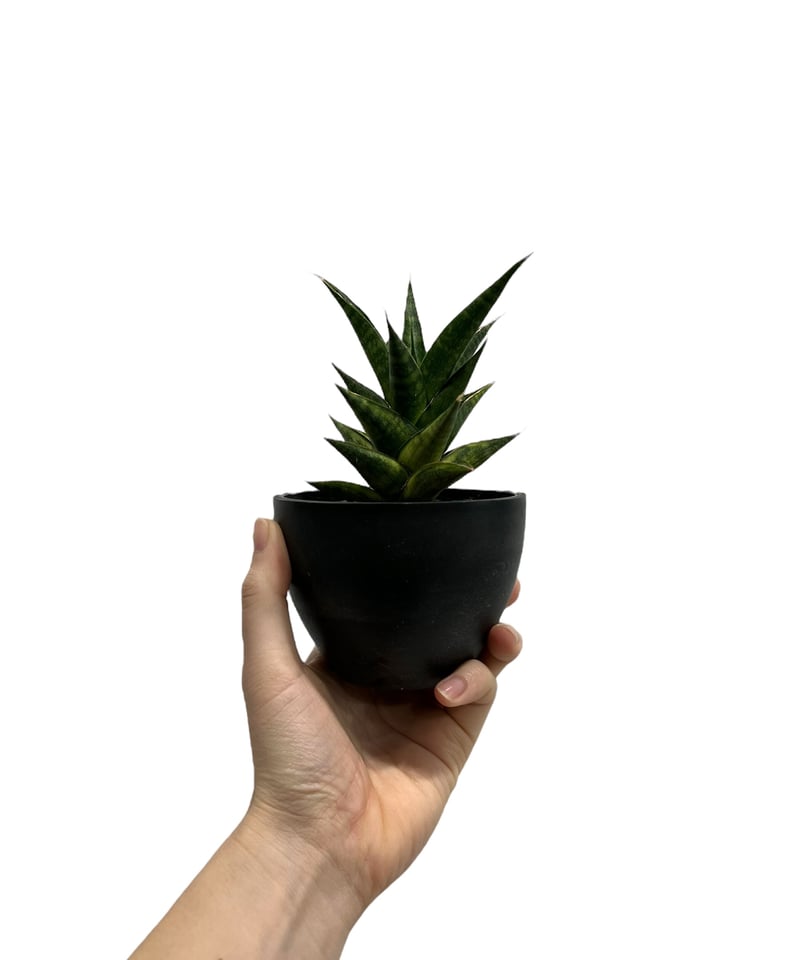 サンスベリア マニーパッキャオ 斑入 サンセベリア マニー パッキャオ 斑入 Sansevieria Manny