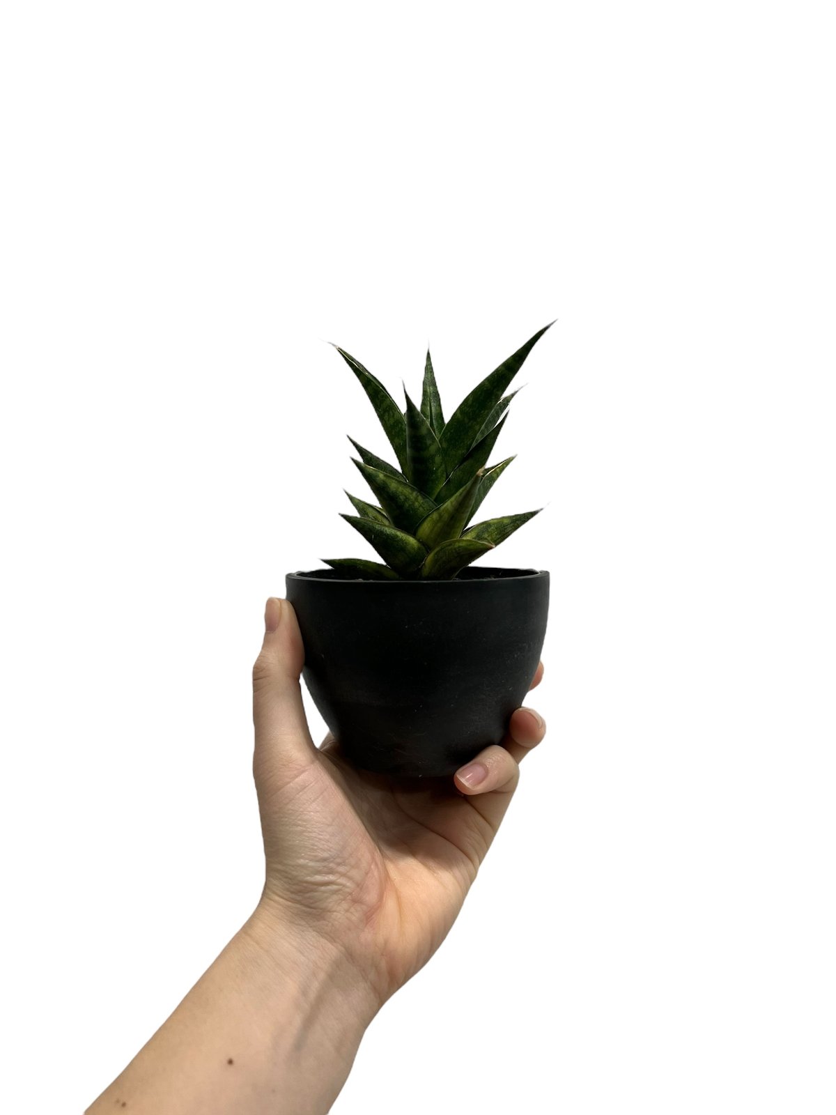 サンセベリア マニー パッキャオ 斑入 Sansevieria Manny Pacquiao Variegated 421