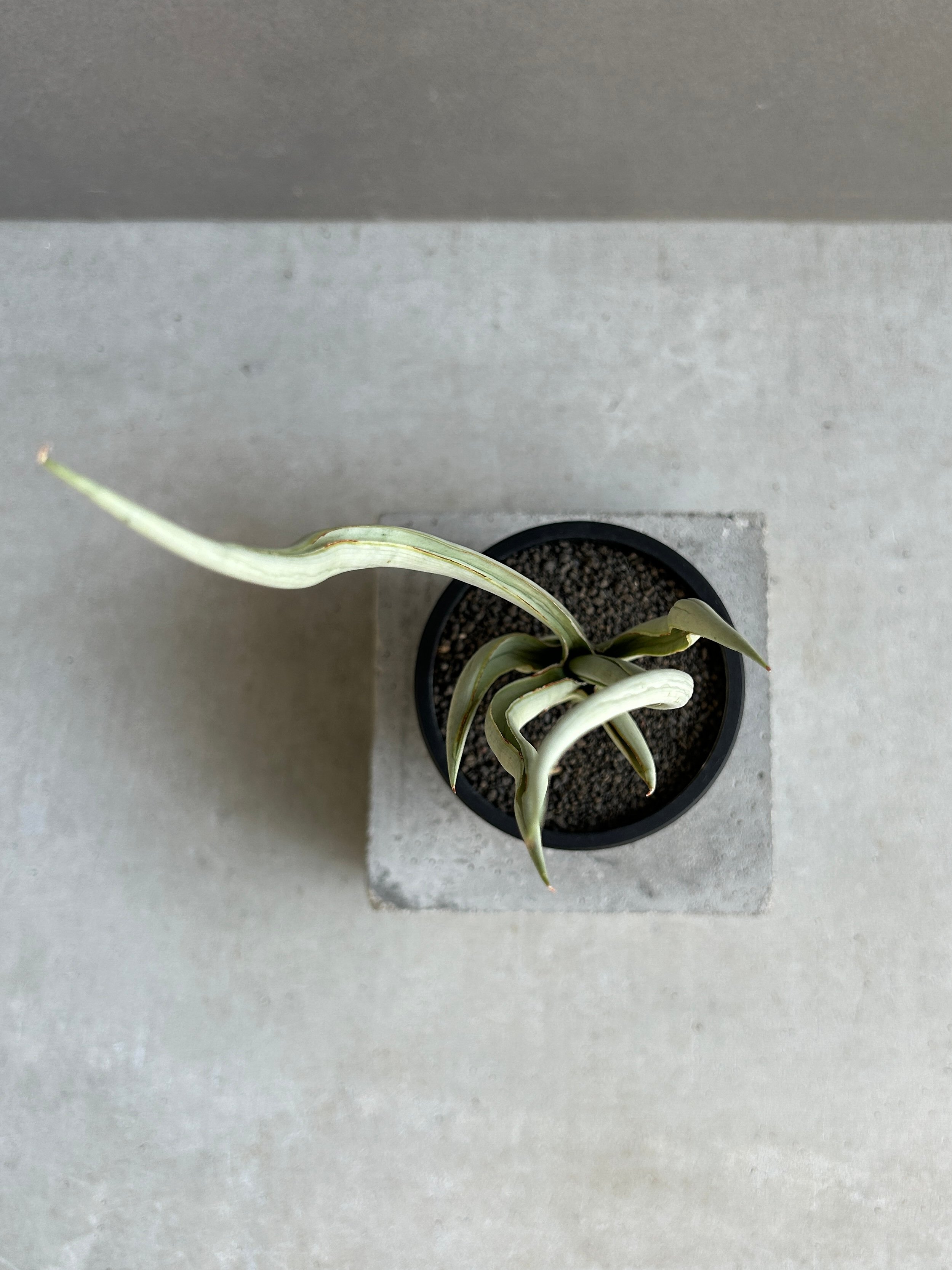 サンセベリア シルバー スパイラル「Sansevieria Silver Spiral (f