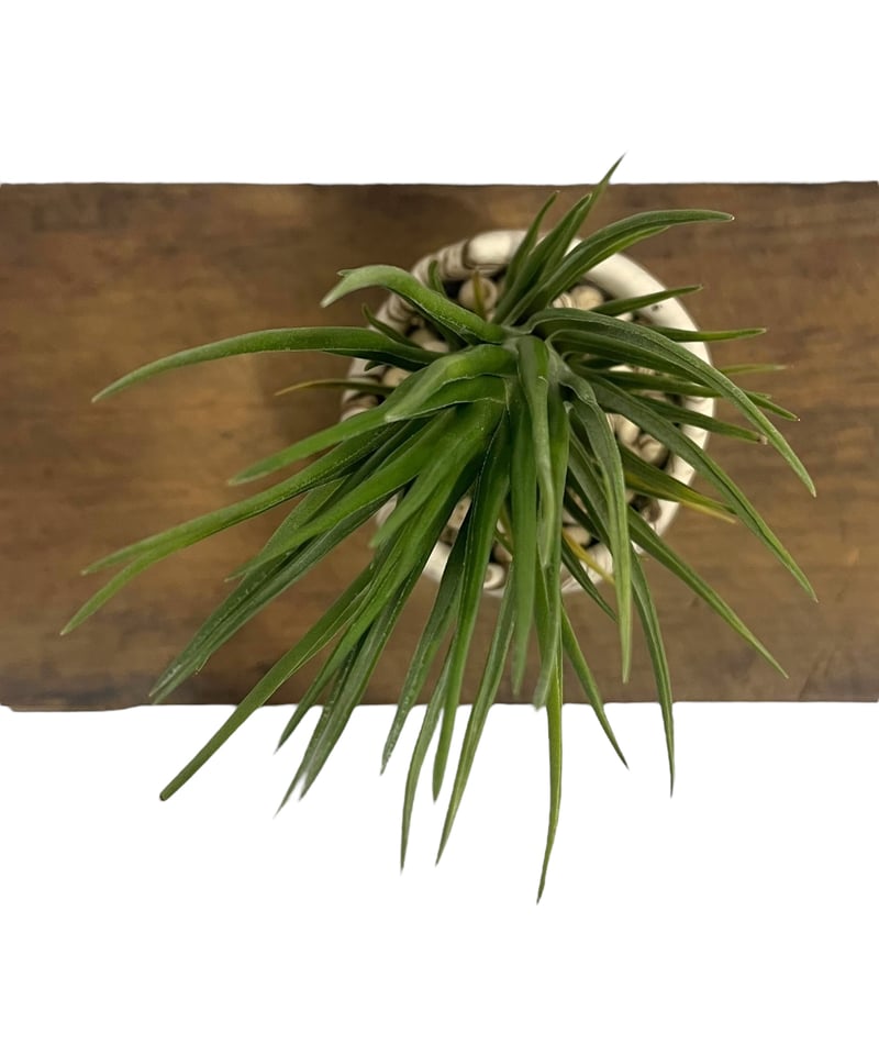 ティランジア ジョエルズ ツイスト シスター + pmp 「Tillandsia Joel's