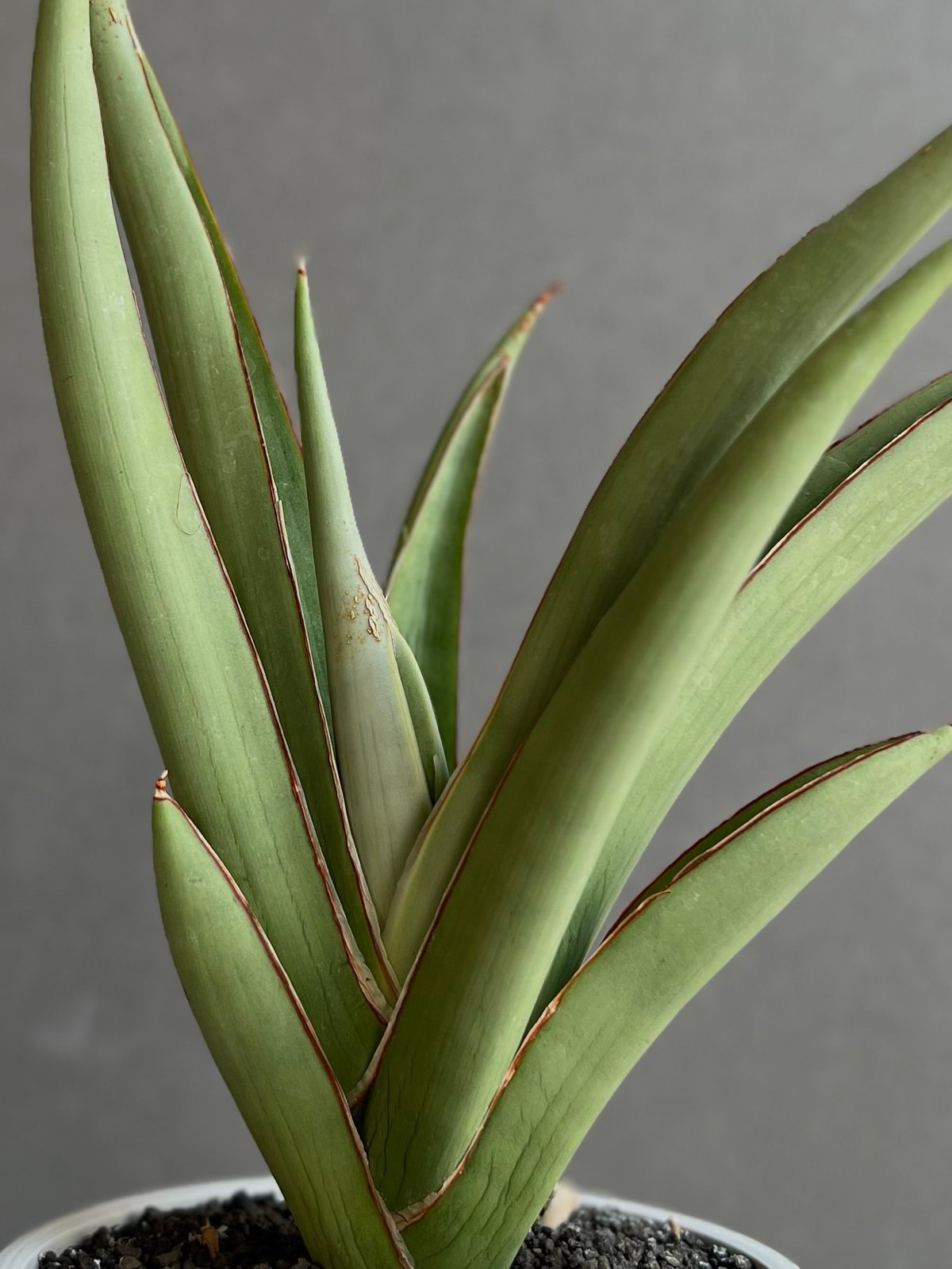 サンセベリア チャオプラヤ 「Sansevieria Chao Phraya」54D | SH