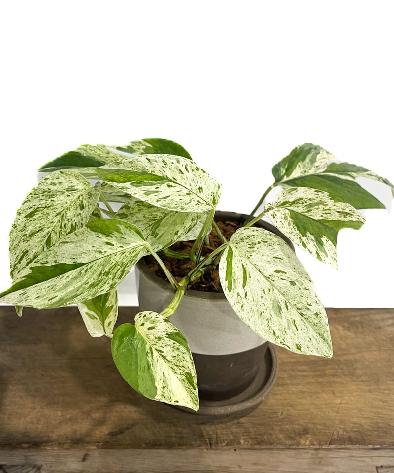 エピプレムナム ビナツム マーブル「Epipremnum pinnatum Marble」3/