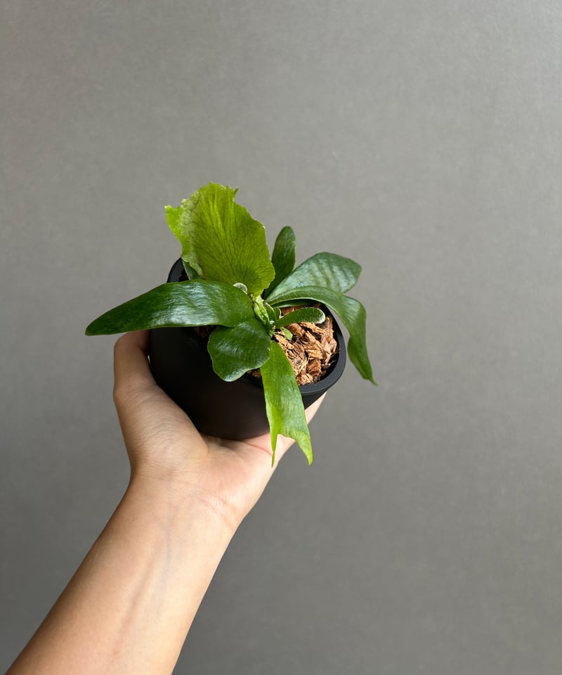 ビカクシダ ゴースト ハンズ 子株 (P. ウィリンキーx P.コロナリウム