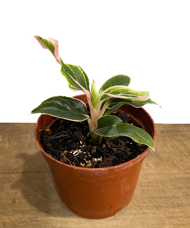 アグラオネマ ロータス デライト「Aglaonema Lotus Delight」5/16-4