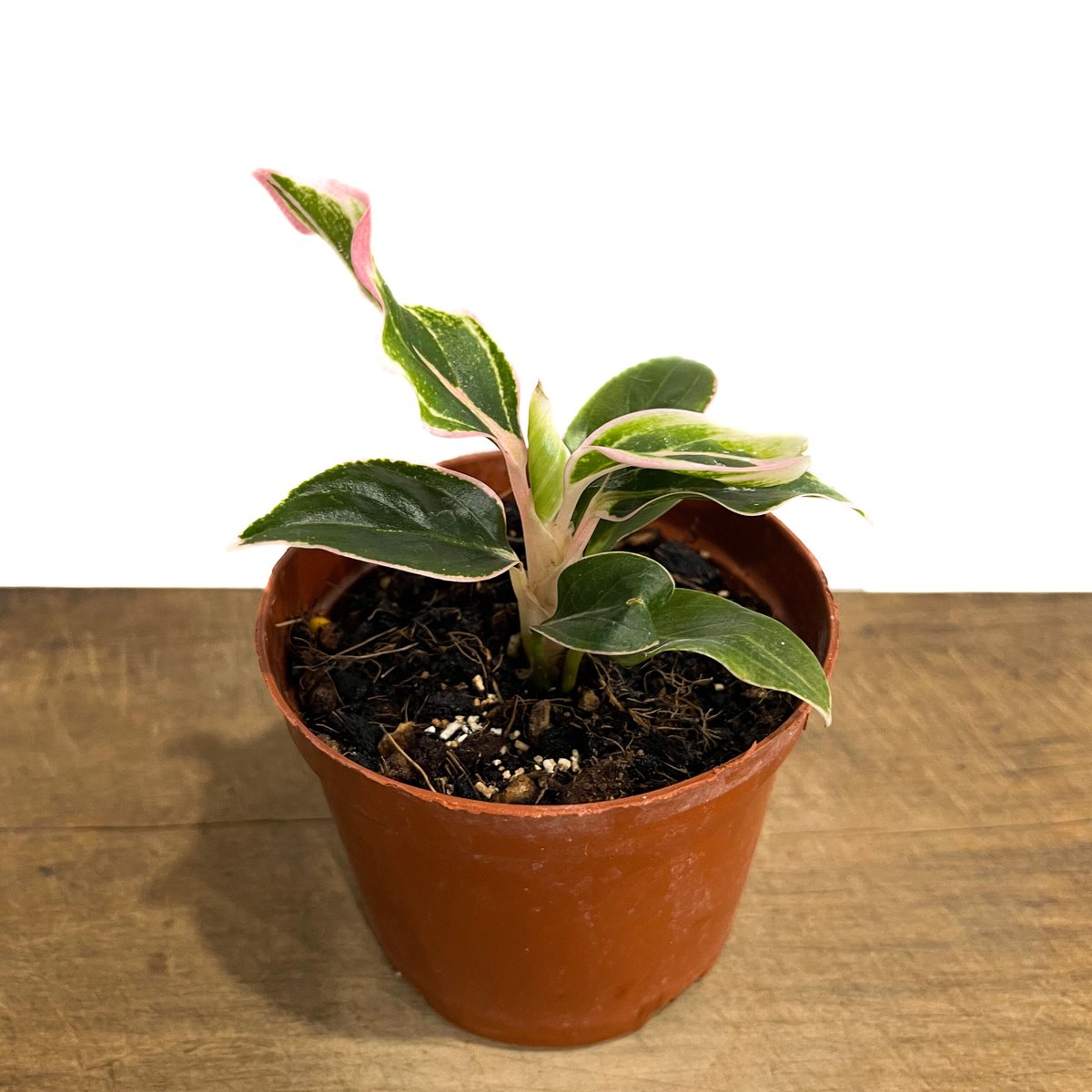 アグラオネマ ロータス デライト「Aglaonema Lotus Delight」5/16-4