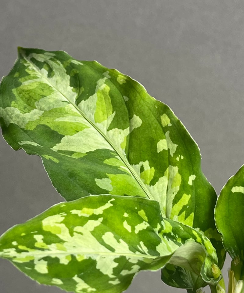 アグラオネマ ピクタム トリカラー 「Aglaonema pictum tricolor 」9