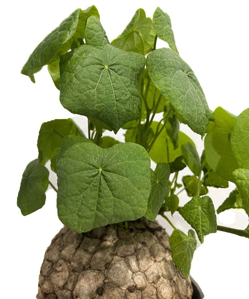 ステファニア スベローサ ”選抜個体” 「Stephania suberosa+ Masaki