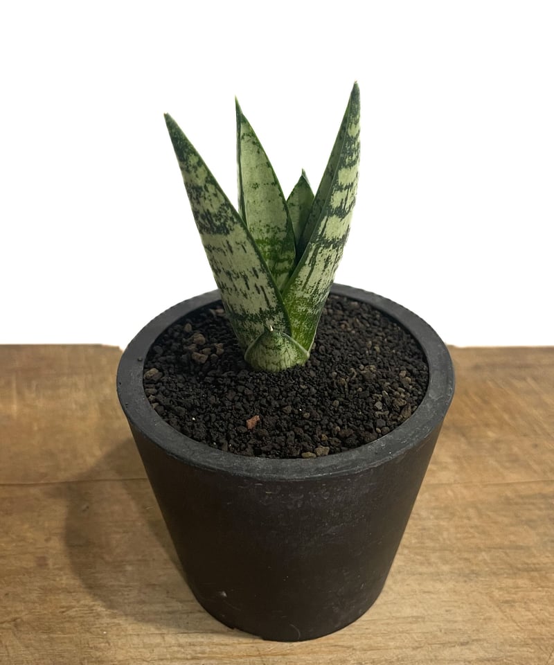 サンセベリア エーレンデル「Sansevieria Ehrendel」81D-1 | SHOU