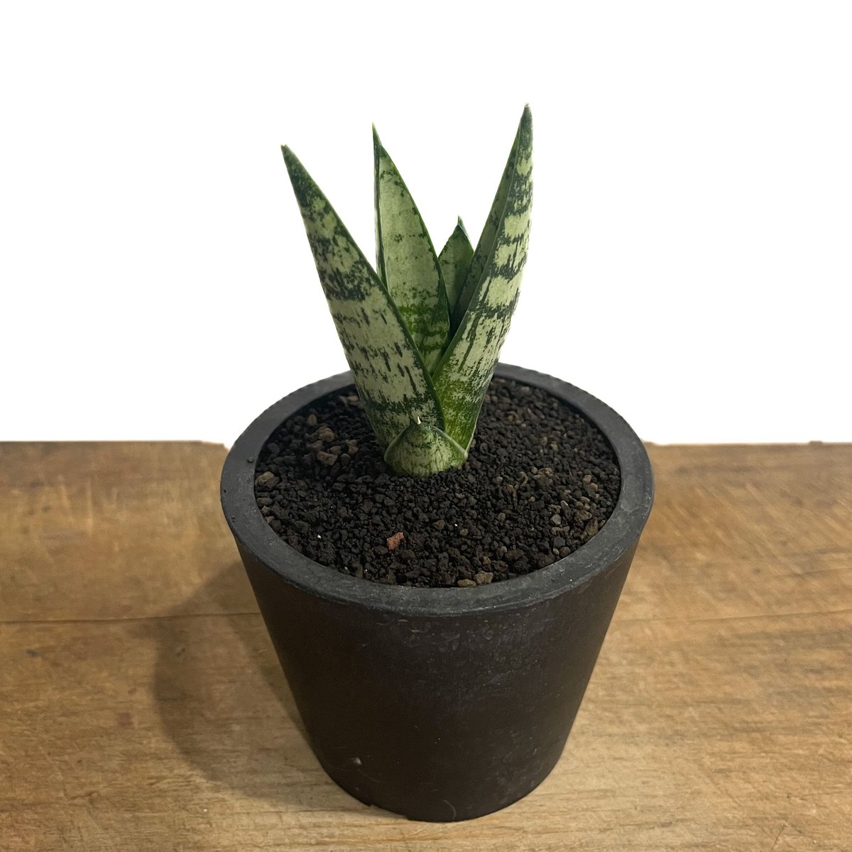 サンスベリア エーレンデル 期間限定10％OFF！】サンスベリア 3.5号 エーレンデル Ehrendel（子株