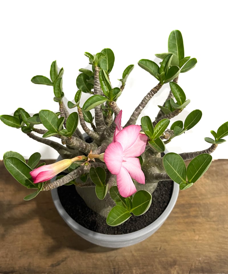 アデニウム アラビカム ドワーフ タイプ「Adenium arabicum dwarf ty