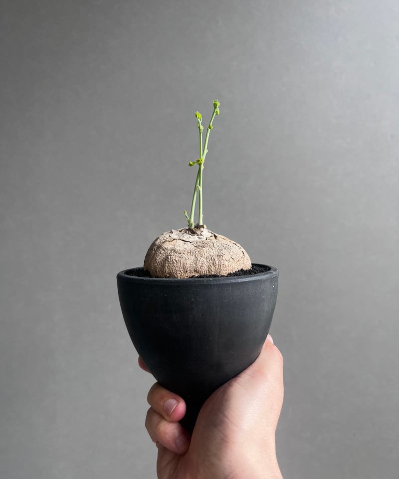 ステファニア エレクタ 「Stephania erecta」46B | SHOUCHIKUEN