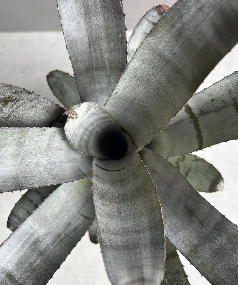 エクメア チャンティニー ブラック セレクト 「Aechmea chantinii Black