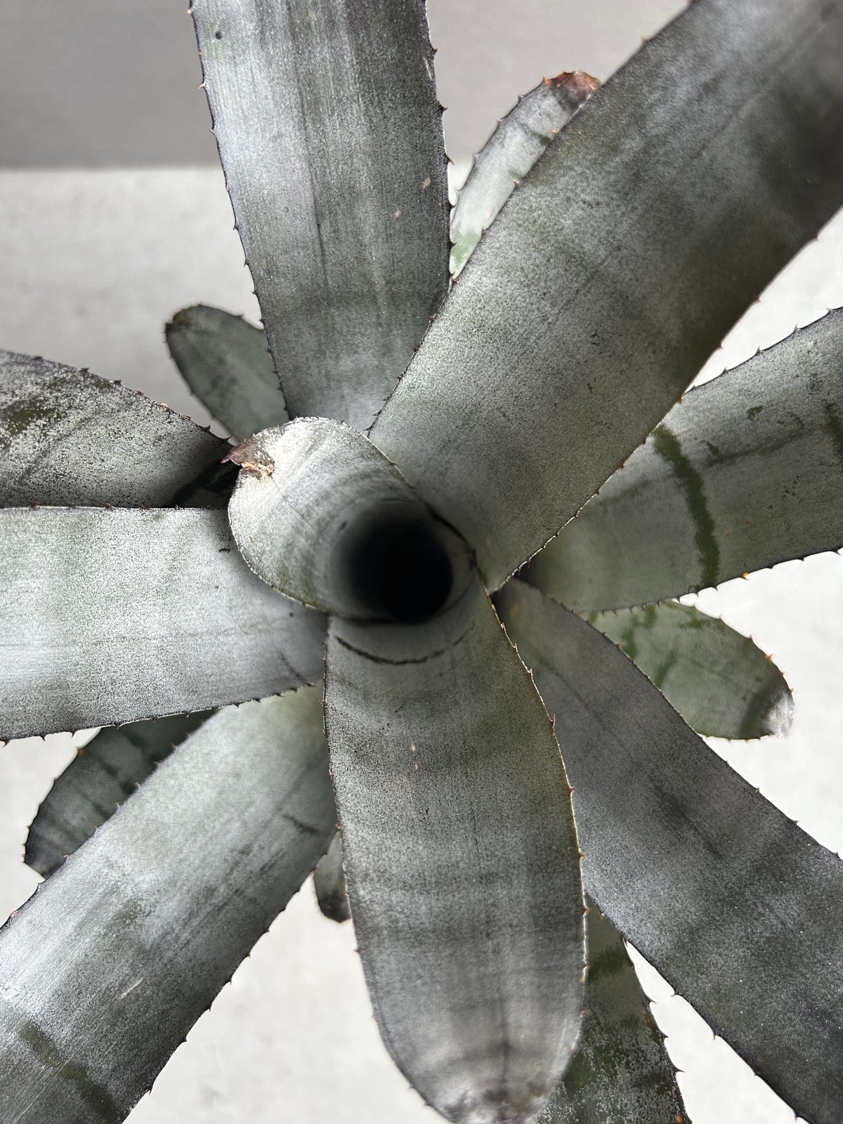 エクメア チャンティニー ブラック セレクト 「Aechmea chantinii Black