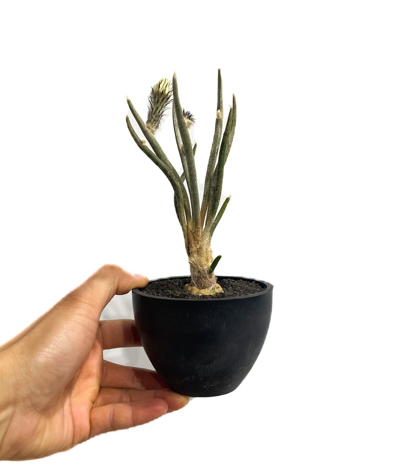 アストロフィツム カプトメデューサ 「Astrophytum caput アストロフィツム カプトメデューサ 「Astrophytum caput