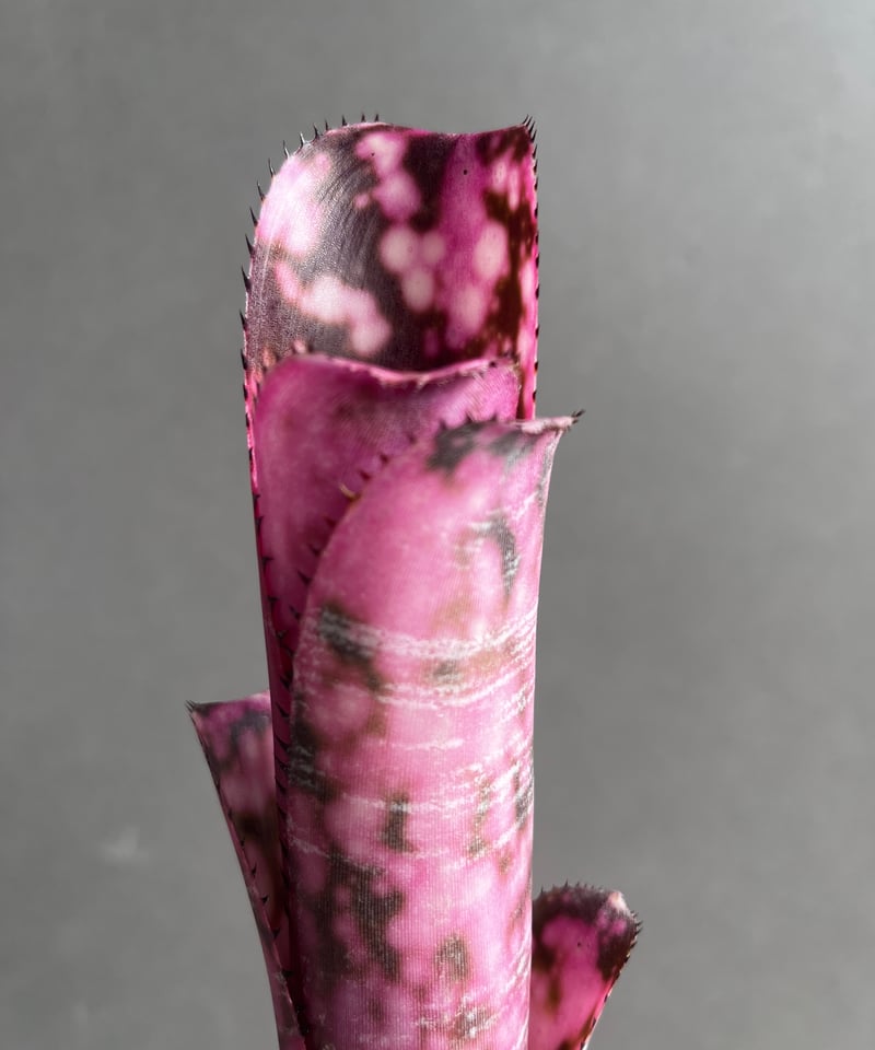 よしさん専用　ビルベルギア インセンディアリーデライト 子株 Billbergia incendiary Delight ビルベルギア インセン