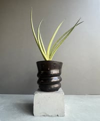 サンセベリア コヨーテ 「Sansevieria Coyote」6/1-705 | SHOUC