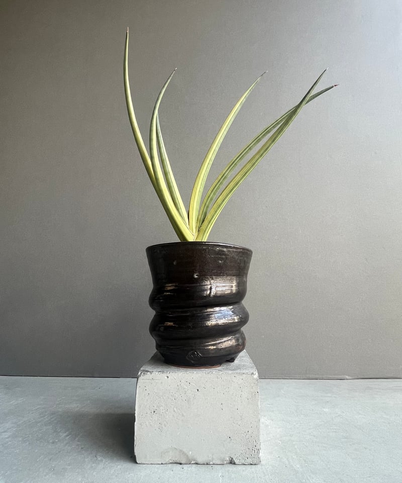 サンセベリア ロイヤル クラウン 斑入 “選抜個体”+ YON-HACHI