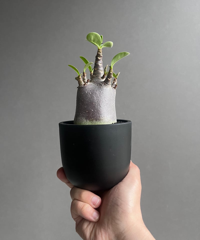 【激レア/ブラックスキン/ドワーフ 】アデニウム アラビカム ガラメー B-11 激レア/ブラックスキン/ドワーフ 】アデニウム アラビカム