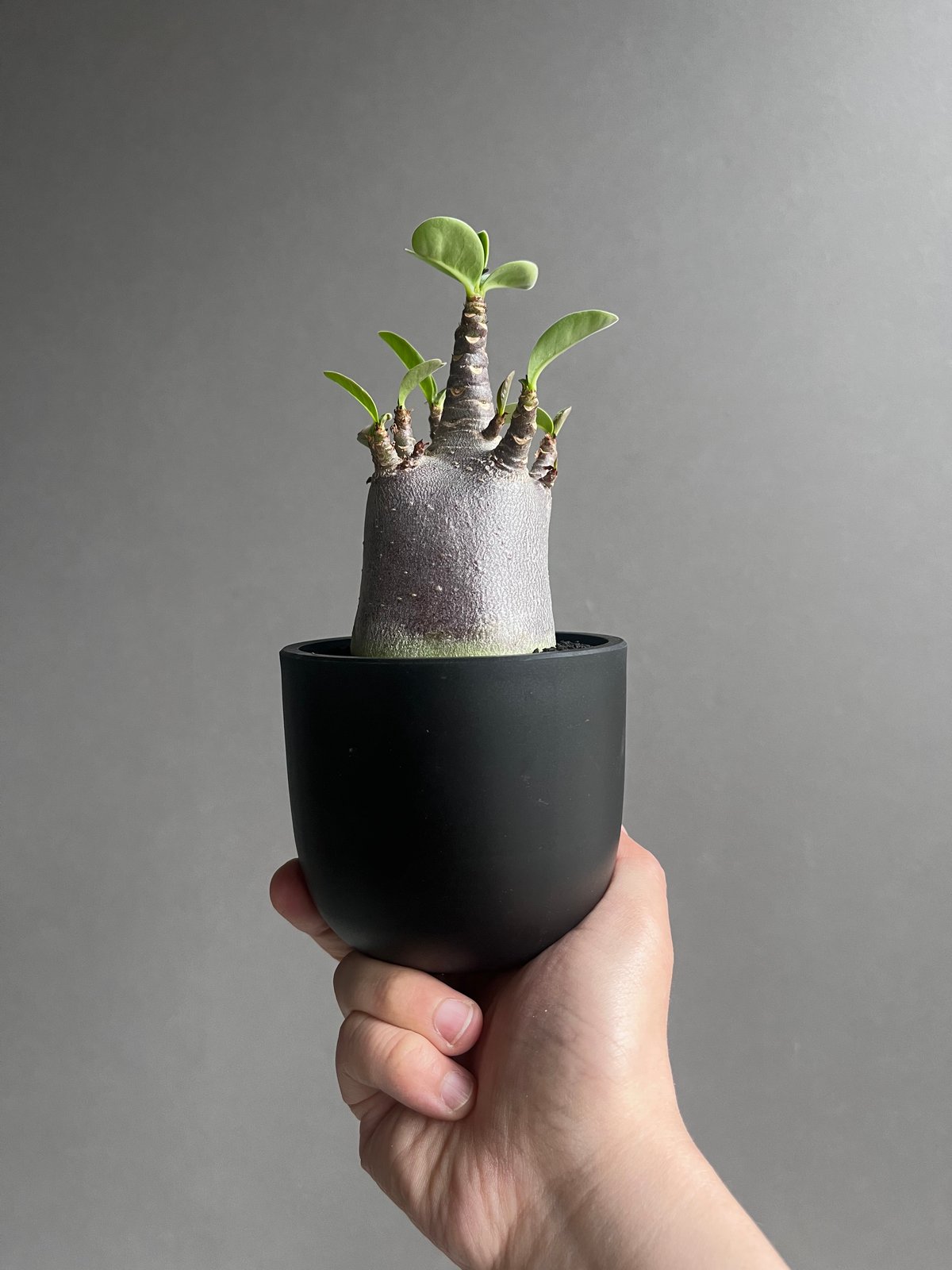 アデニウム アラビカム スーパー ドワーフ “ブラック” 「Adenium