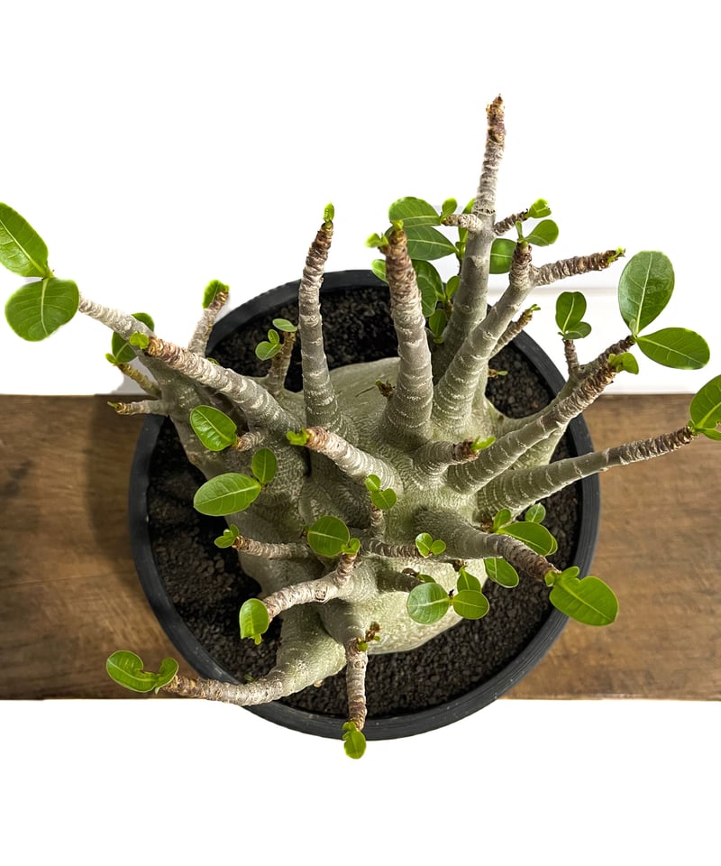 アデニウム アラビカム ドワーフ タイプ「Adenium arabicum dwarf ty