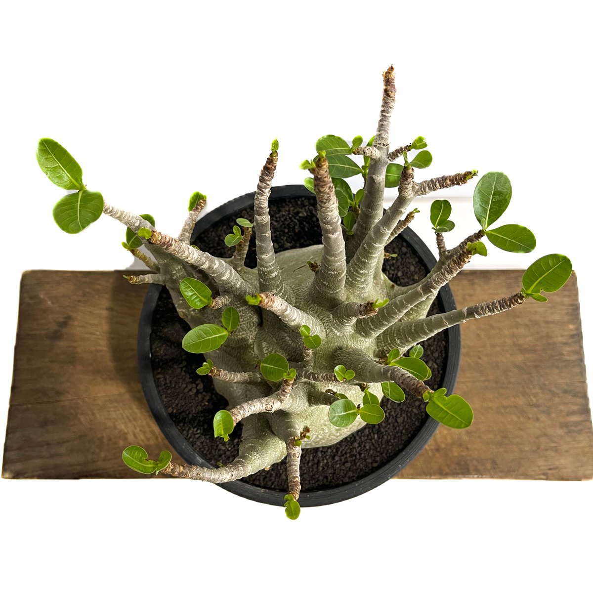 アデニウム アラビカム ドワーフ タイプ「Adenium arabicum dwarf ty