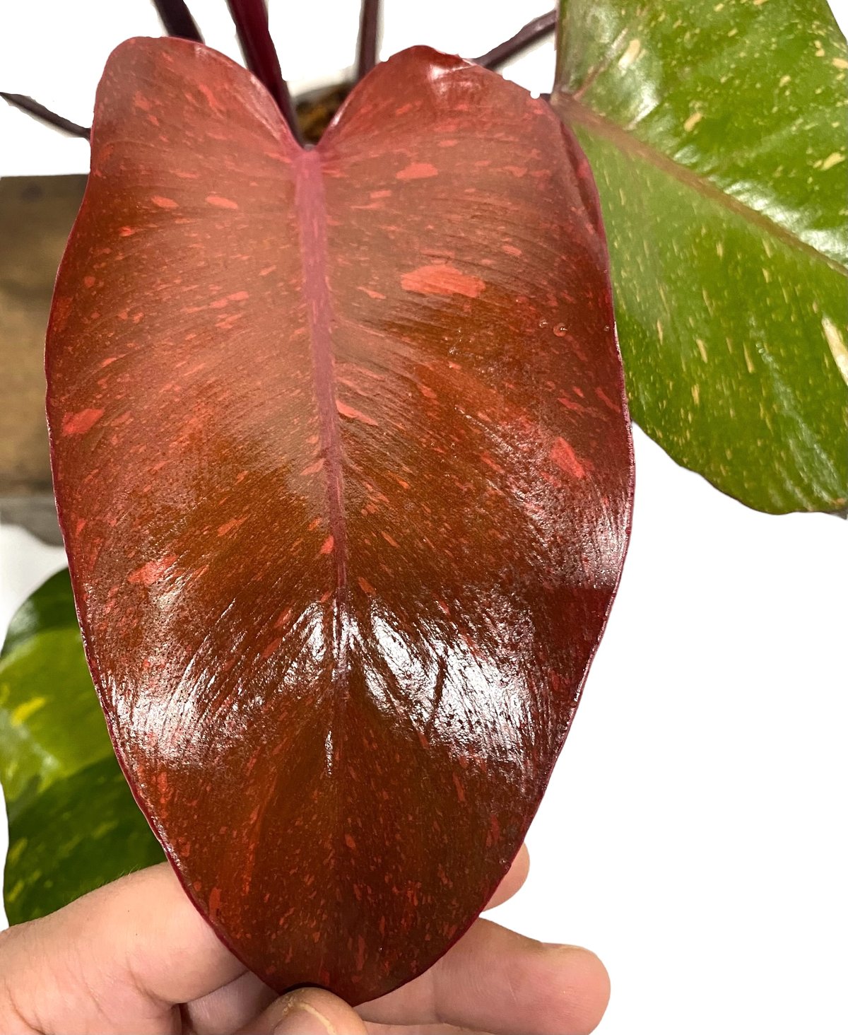 フィロデンドロン　オレンジプリンセス 園芸ネット本店｜[ザ・ファームセレクト][送料無料]フィロデンドロン