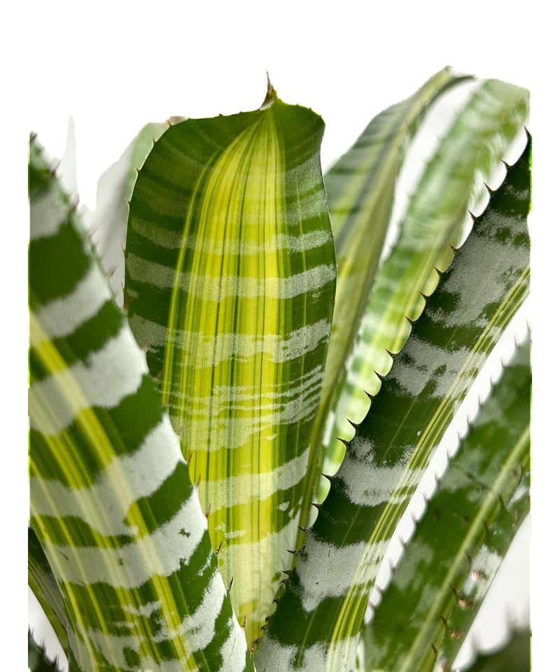 エクメア チャンティニー ビスタ「 Aechmea chantinii Vista」80E-4