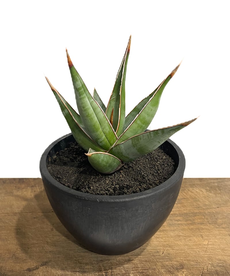 サンセベリア ピングイキュラ ロンギフォリア 「Sansevieria