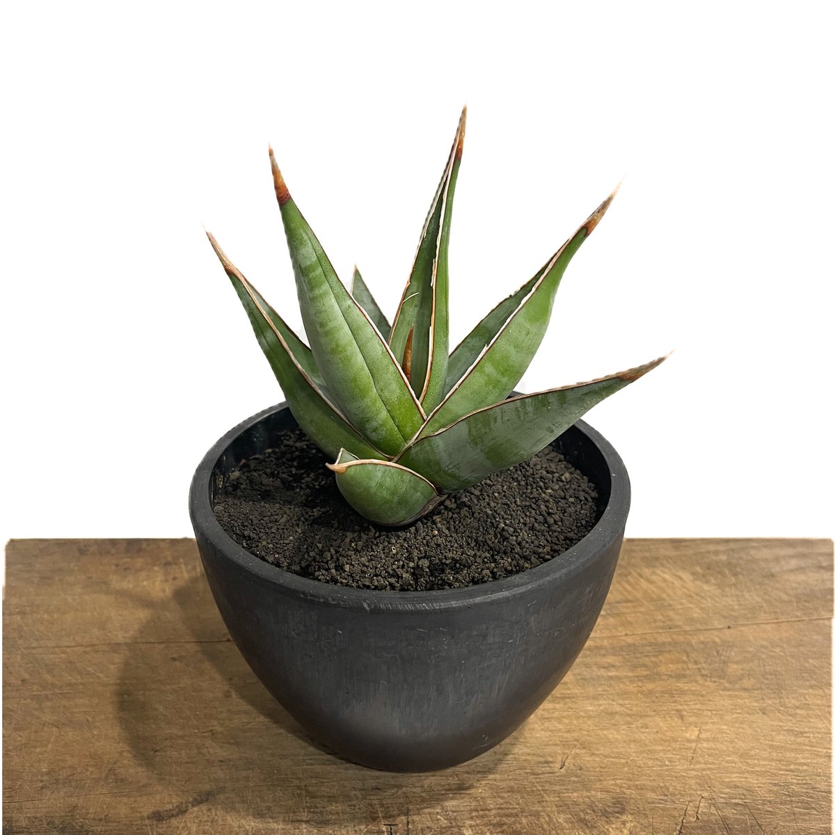 サンセベリア ピングイキュラ ロンギフォリア 「Sansevieria pinguicula ...