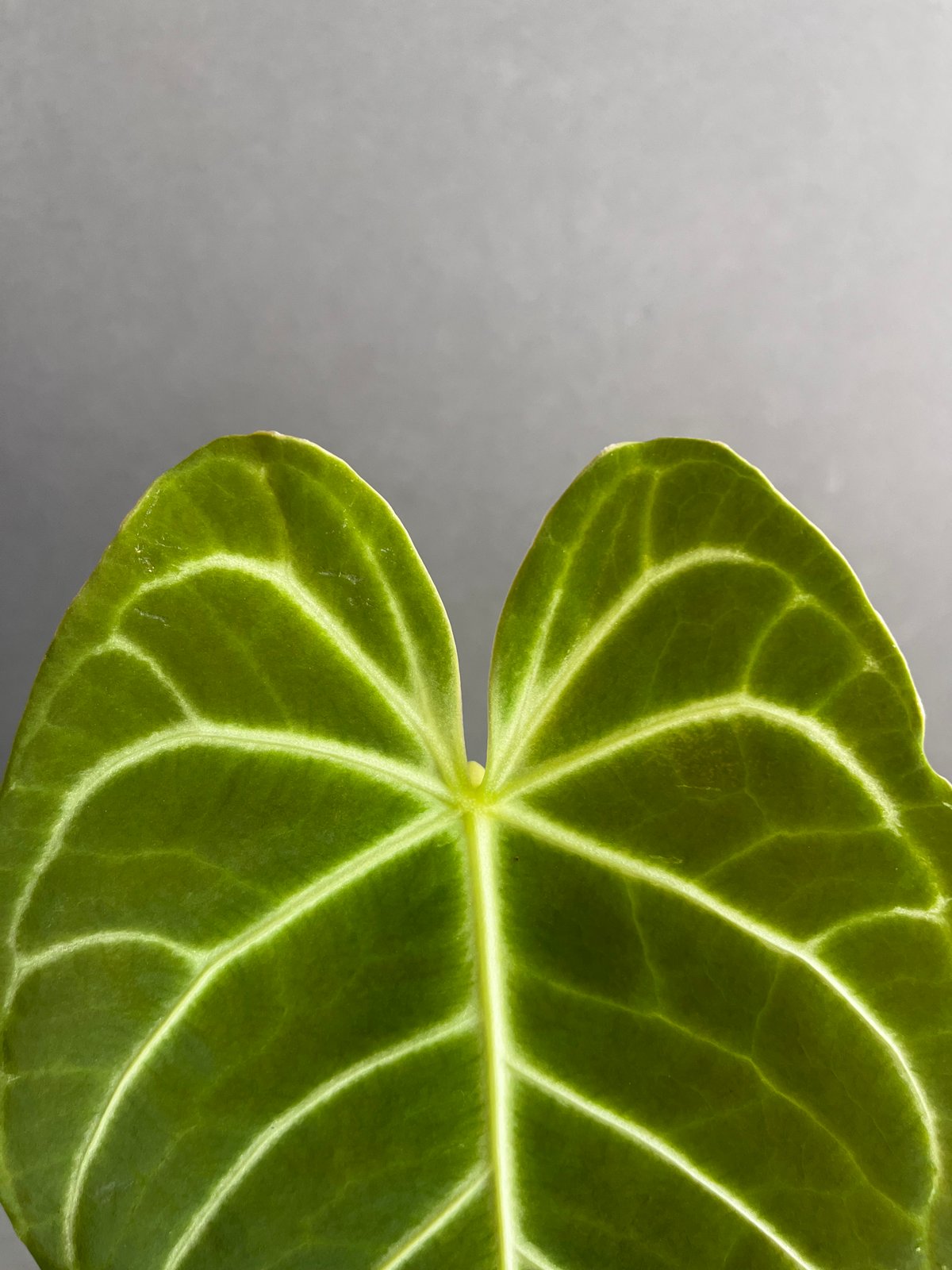 アンスリウム レガレ(コロンビア/ペルー) 「Anthurium regale (Colomb