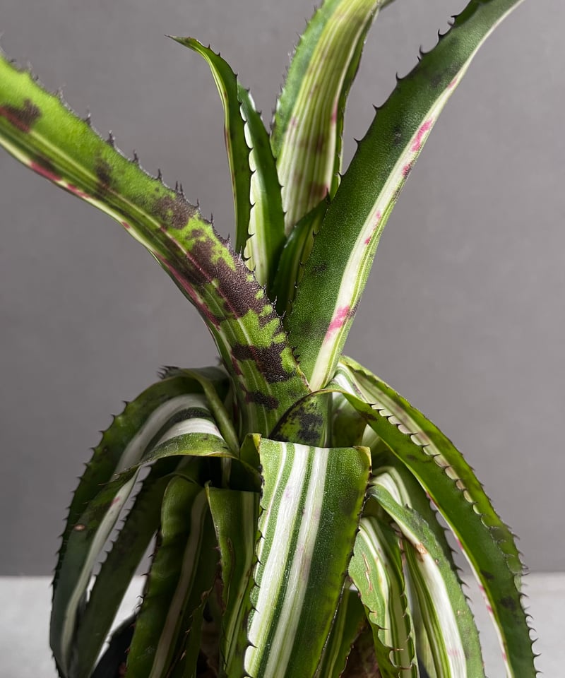 エクメア オーランディアナ エンサイン (リバース) 「Aechmea