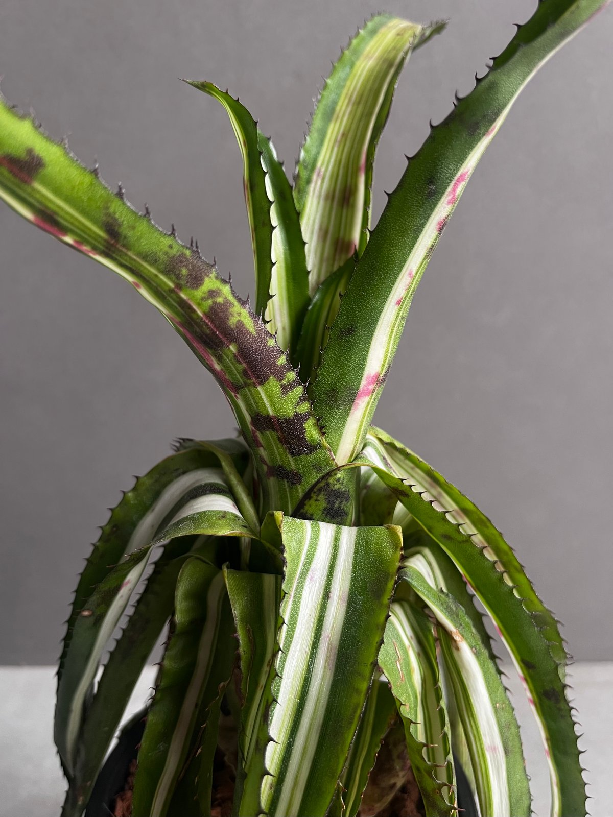 ブロメリア・エアープランツ Aechmea orlandiana 'Reverse Ensign