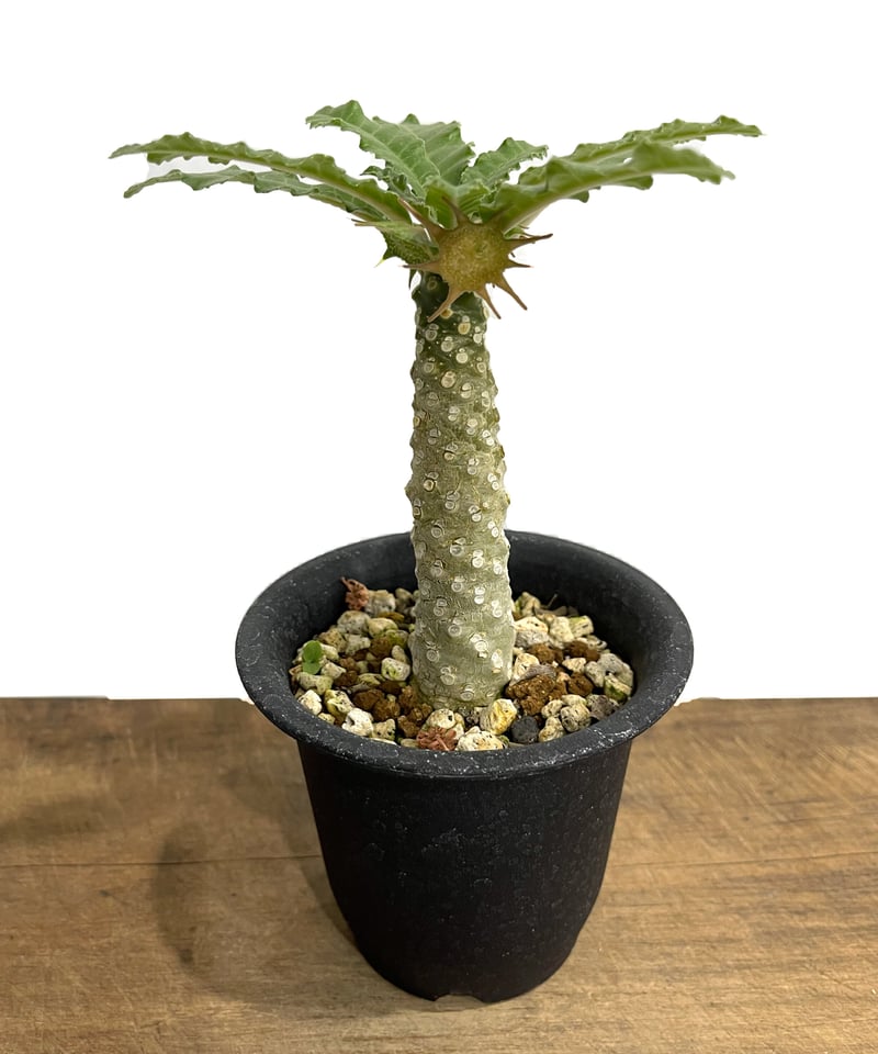 ドルステニア ラブラニー x フォエチダ「Dorstenia lavrani x foetid
