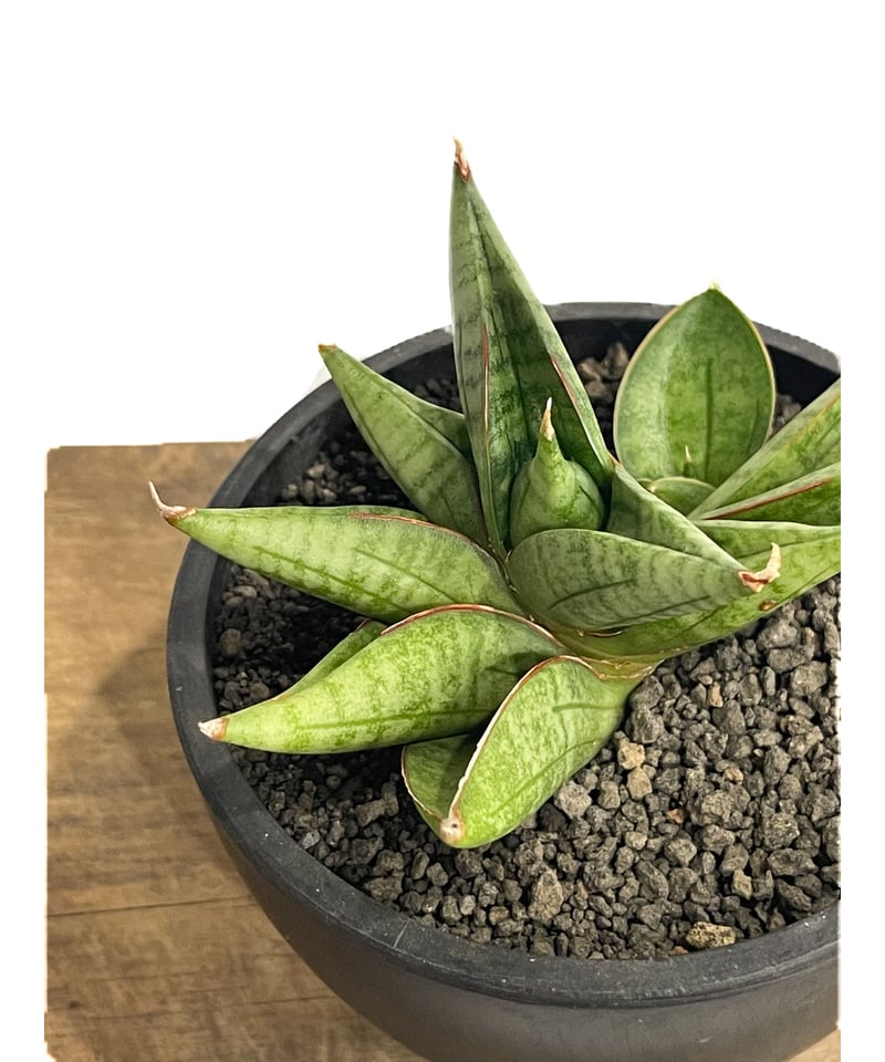 サンスベリア Sansevieria Shinkansen A サンスベリア Sansevieria Shinkansen A サンスベリア