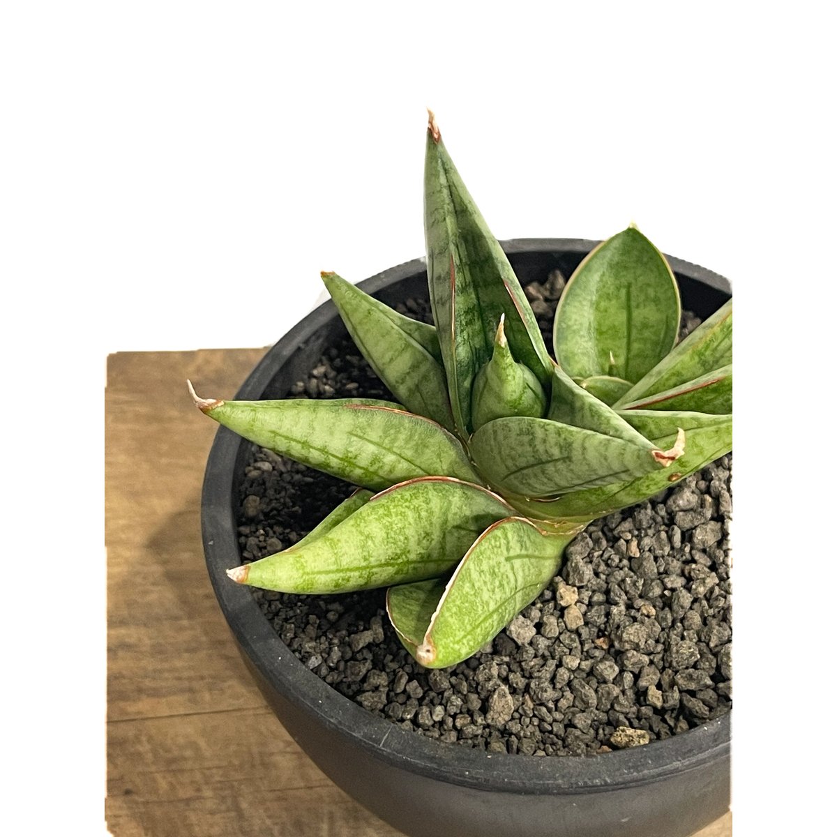 サンセベリア ヴィエナ「Sansevieria Vienna (by Unyamanee Ga