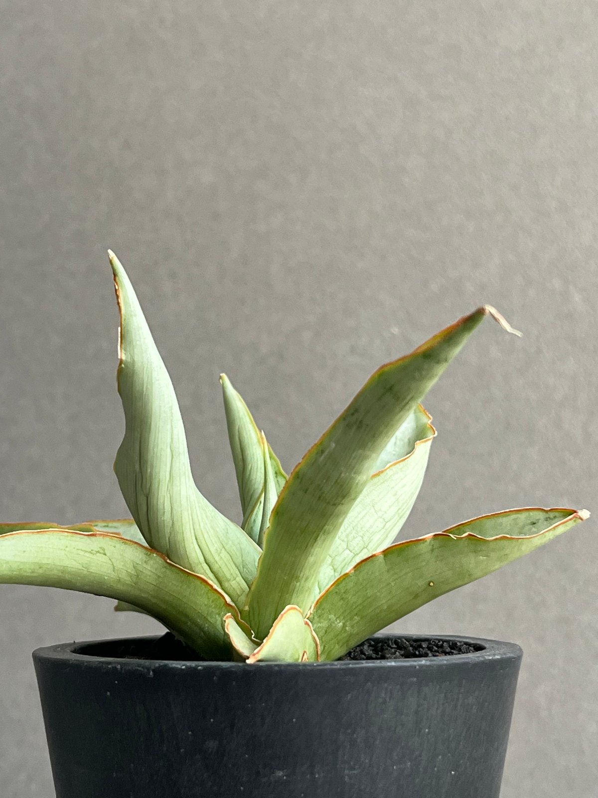 サンセベリア サイゴン 「Sansevieria Saigon (by Unyamanee