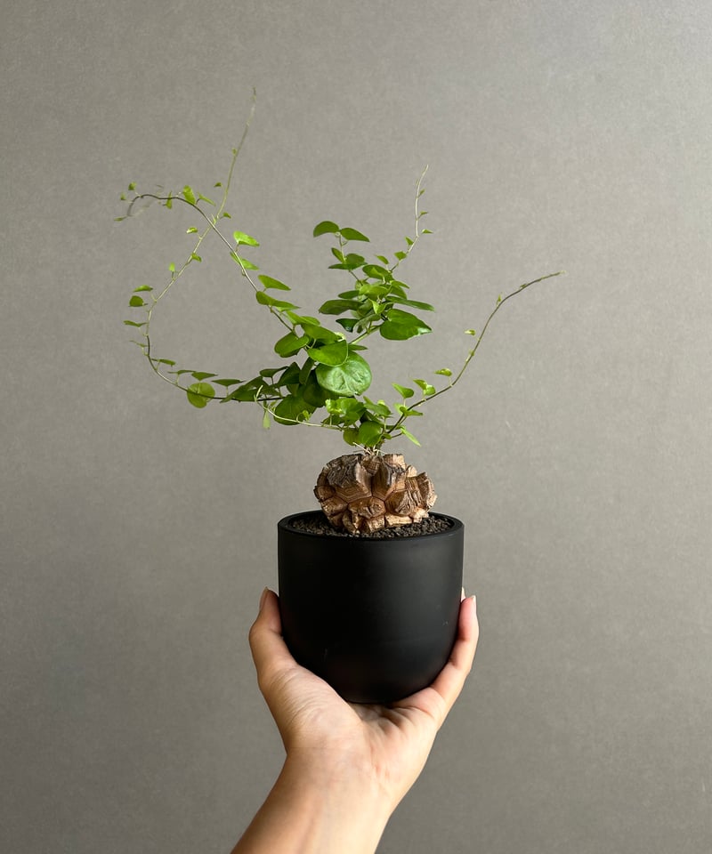 亀甲竜(ディオスコレア エレファンティペス) 「Dioscorea elephantipes