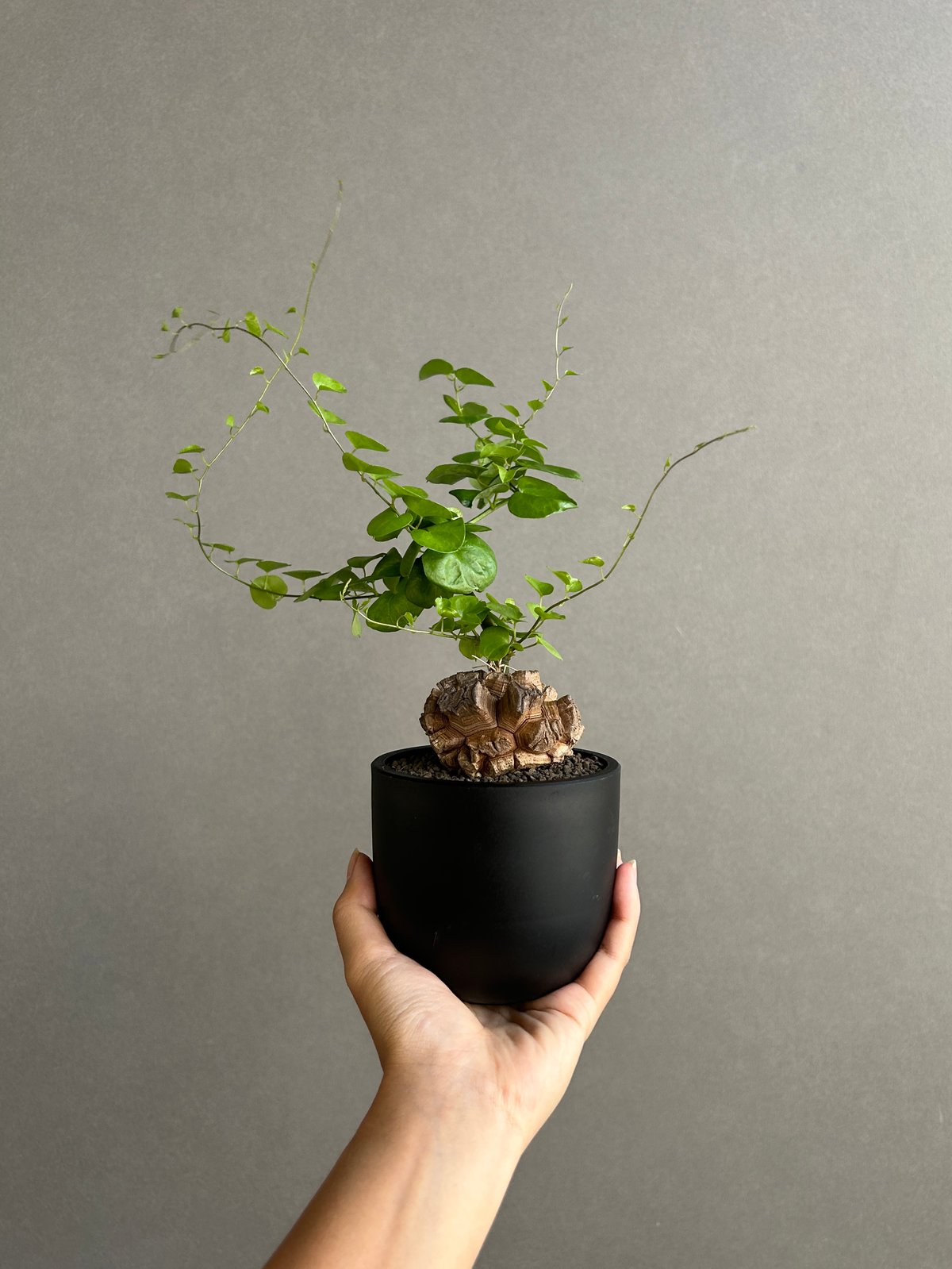 亀甲竜(ディオスコレア エレファンティペス) 「Dioscorea elephantipes
